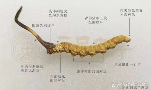 天仙通胶囊多钱网 | 天仙胶囊一天吃几次,天仙通微胶囊